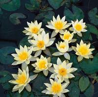 Nymphaea Pygmaea Helvola