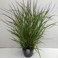 Panicum virg. Squaw