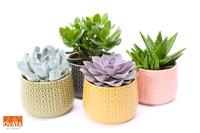 SuPure® - Succulent mix in Brasil 15 UK - NON CITES