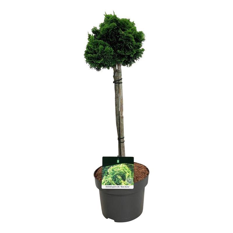 Picture of Chamaecyparis o. Nana Aurea P23 (5 Ltr) 45/STD
