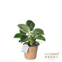 Philodendron ´White Measure´ - COCOZ