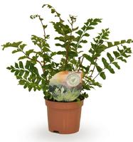 Didymochlaena truncatula (INDOOR)