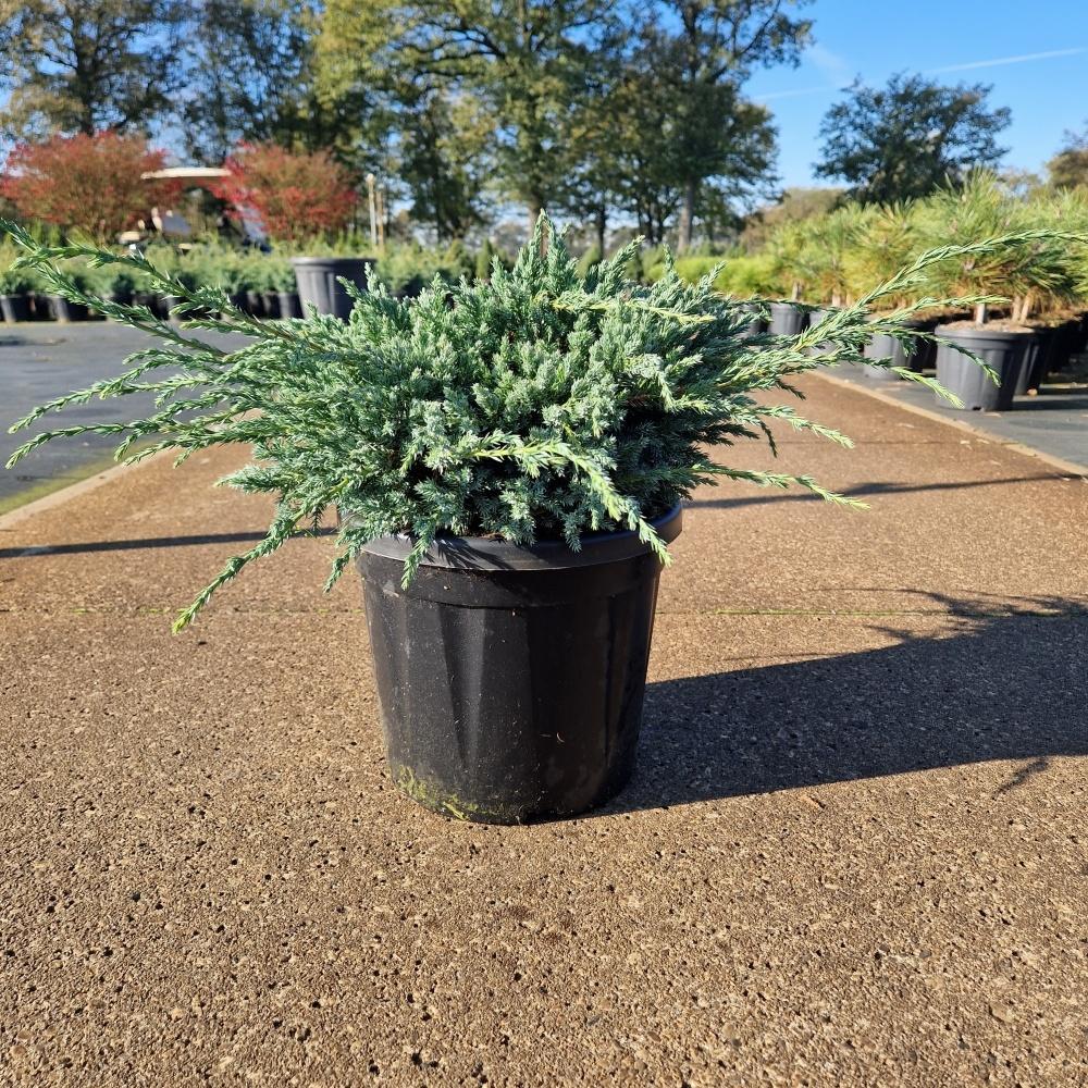Picture of Juniperus squ. Blue Carpet C8 30/40