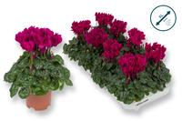 Cyclamen-COMPACT violet