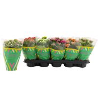 Kalanchoe Double, Catchy Season Mix
