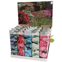 Hydrangea macrophylla varieties