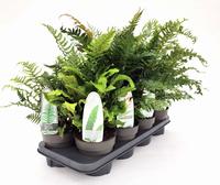 Ferns in varieties - outdoor
