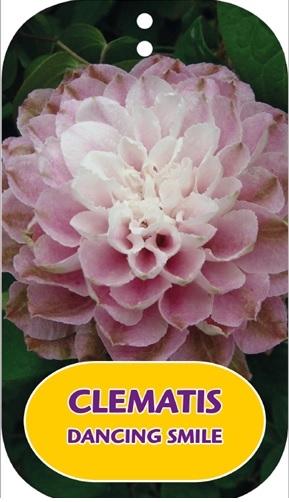 Picture of Clematis Dancing Smile P15 (2 Ltr/high) 80/100