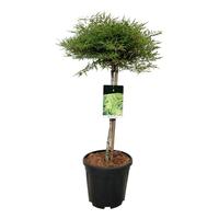Fagus syl. Mercedes