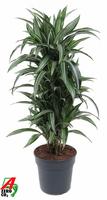 Dracaena Ulises branched