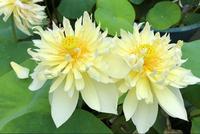 Nelumbo pygmaea yellow