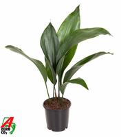 Aspidistra elatior 7+ Leafs