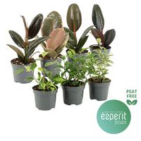 Ficus Ficuss Mix varieties