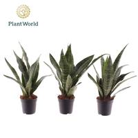 Sansevieria Black Coral
