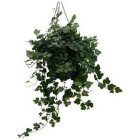 Hedera hel. Wonder
