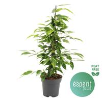 Ficus benjamina Anastasia