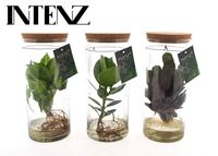 Hydroponic in varieties in Tube glass Medium
