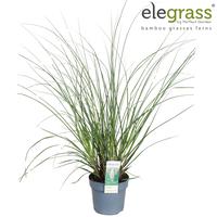 Cortaderia sell. Evita