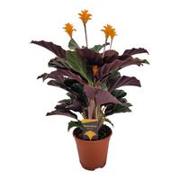 Calathea crocata Tassmania 5/6 flowers