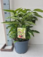 Aucuba jap. Variegata