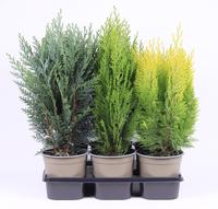 Chamaecyparis in varieties