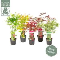 Acer pal. in varieties
