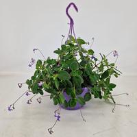 Streptocarpus saxorum in hanging basket