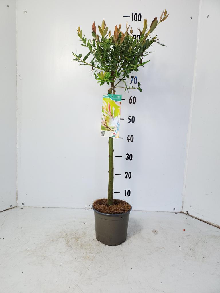 Picture of Salix int. Hakuro-Nishiki P17 (2 Ltr) 50/STD