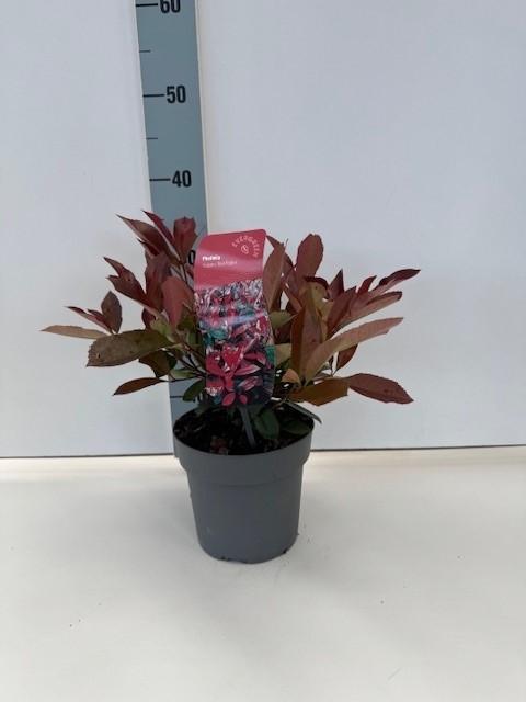 Afbeeldingen van Photinia fras. Carre Rouge P17 (2 Ltr)