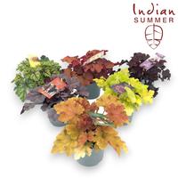 Heuchera Indian Summer in varieties