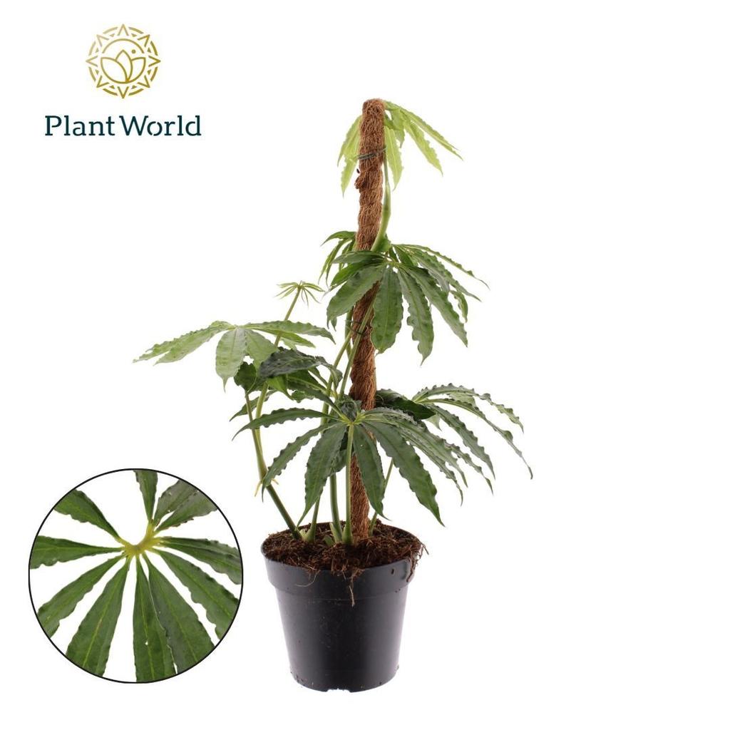 Picture of Anthurium polyschistum Mosstick P12 40CM