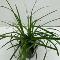 Carex osh. Everlime