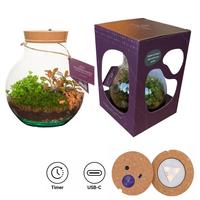 Wardians Terrarium - Venus + LED (rechargeable USB-C, in showbox)
