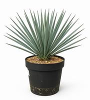 Yucca rostrata Blue Swan