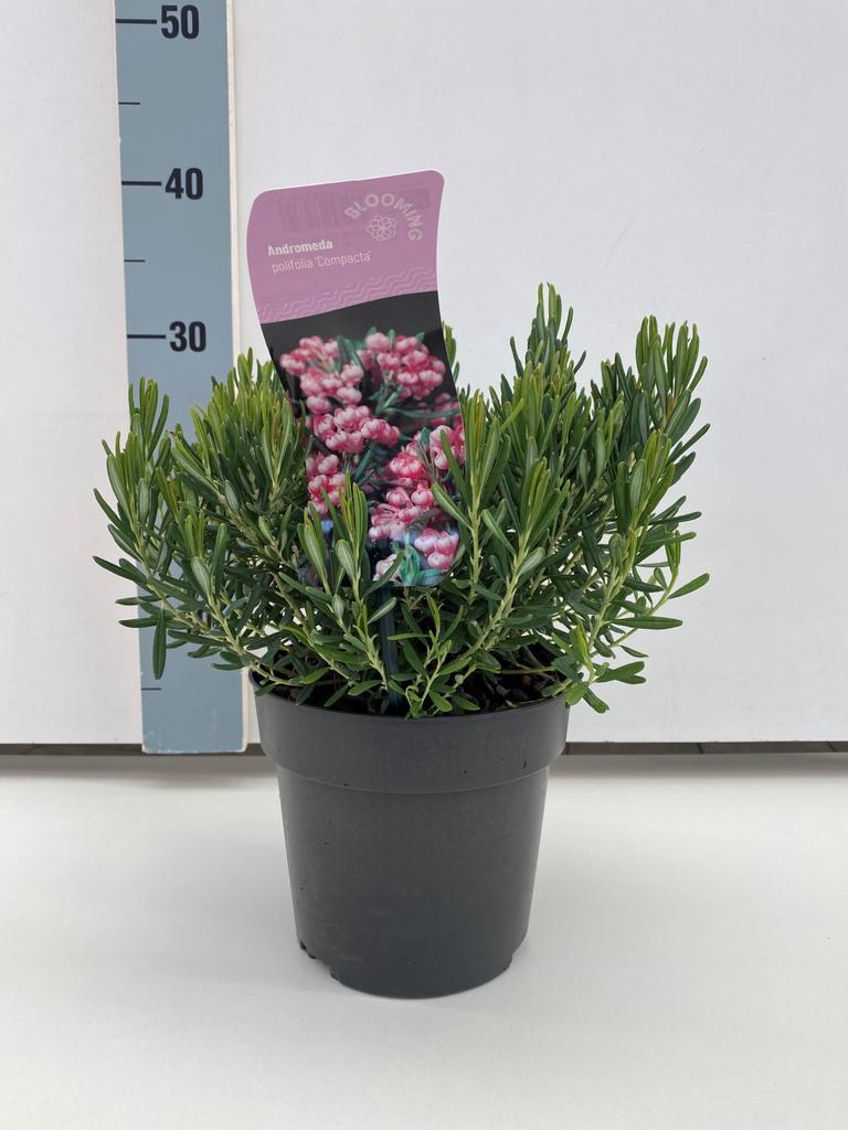 Afbeeldingen van Andromeda polifolia Compacta P17 (2 Ltr)