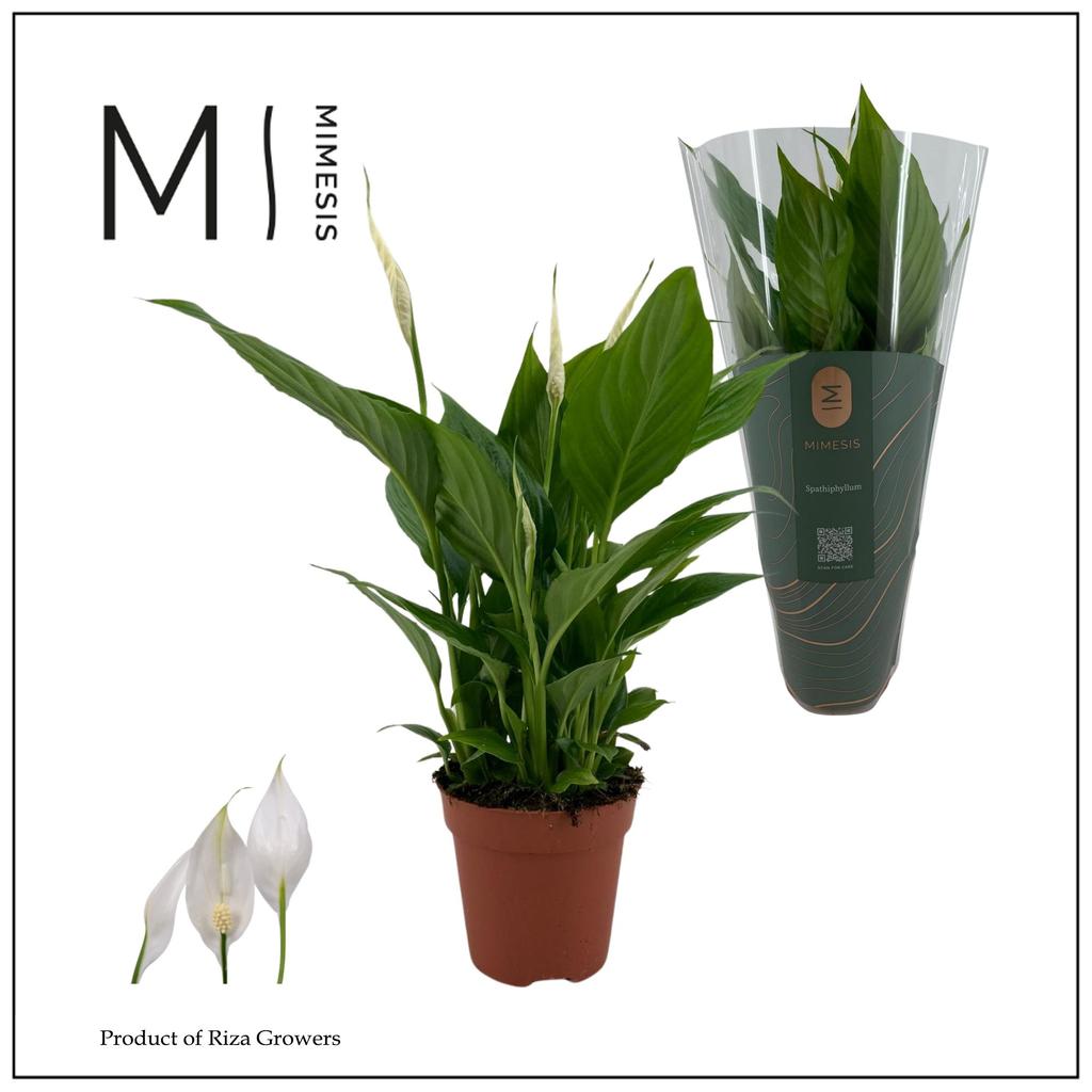 Billede af Spathiphyllum Torelli Decorum P12 40CM