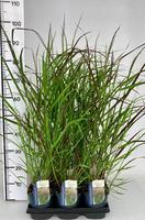 Panicum virg. Squaw