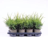 Juniperus pfit. Mint Julep