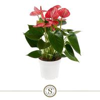 Anthurium Livium Ruby