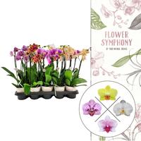 Phalaenopsis hybrid Flower Symphony in varieties