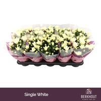 Chrysant Berlise
