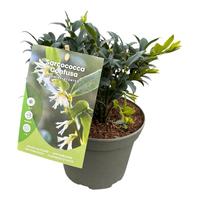 Sarcococca Confusa Jasmine Scented