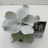 Senecio Angel Wings