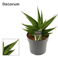Sansevieria Snow Lotus Crown