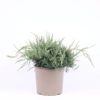 Juniperus virg. Grey Owl