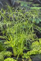 Cyperus alternifolius
