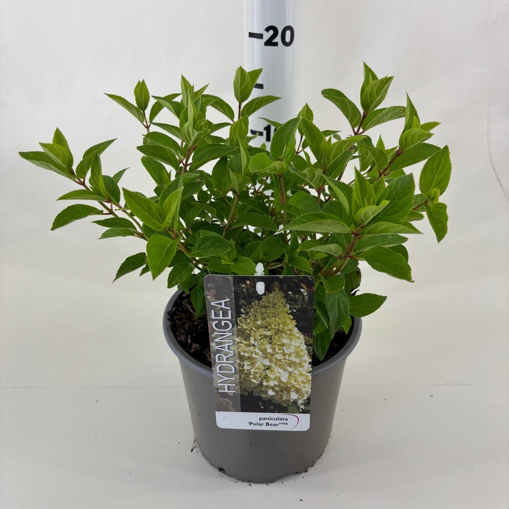 Picture of Hydrangea pan. Polar Bear P19 (3 Ltr)