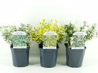 Euonymus fort. in varieties