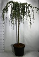 Cedrus atl. Glauca Pendula