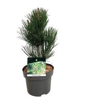 Pinus held. Satellit